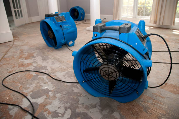 Best Basement water damage restoration  in Mescal, AZ